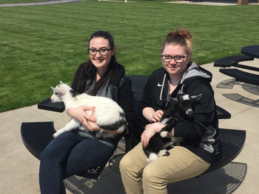 Two female students sit with baby goats at picnic table